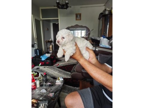 Maltese terrier yavrular a kalite