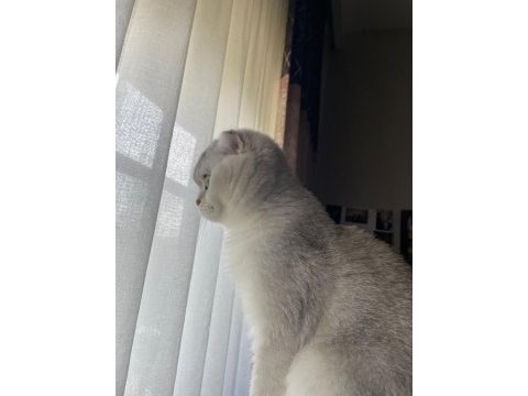Biblo gibi scottish fold kızımız