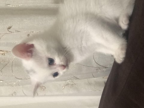 Minik scottish fold kuzularımız sahiplendirilecektir