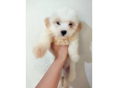 Dişi ve erkek yavru maltipoo