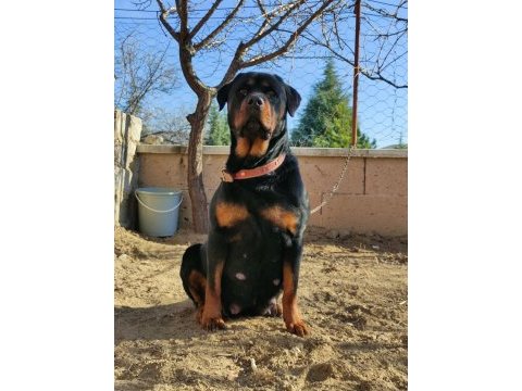 A kalite rottweiler yavrusu