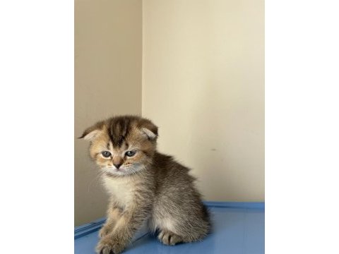 Scottish fold golden 2.5 aylık