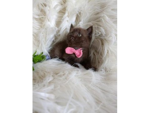 Harika çikolata british shorthair bebekler