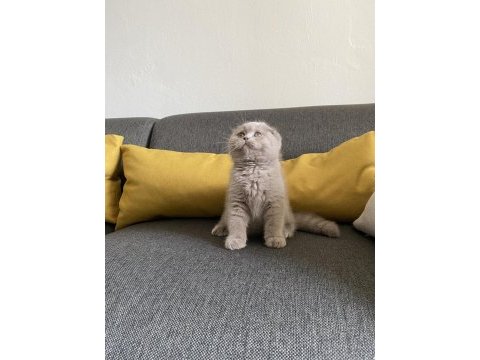 Lilac scottish fold cinsi yavrumuza aile arıyoruz