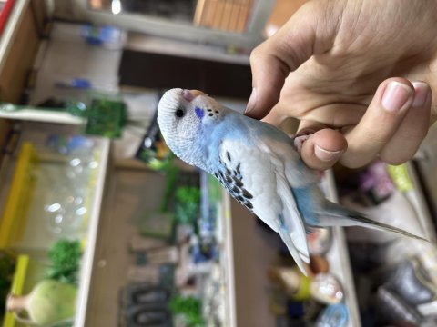 Yavru renk güzeli evcil muhabbet kuşu