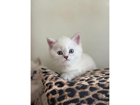 Safkan british longhair / shorthair erkek yavrularımız