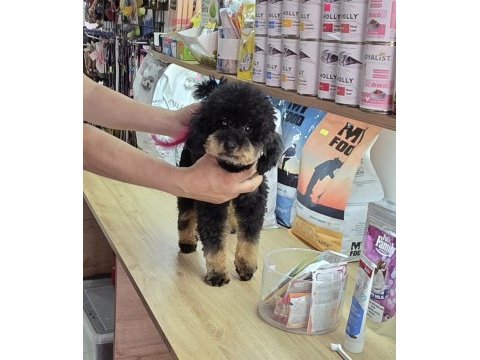 10 aylık dişi kore toy poodle