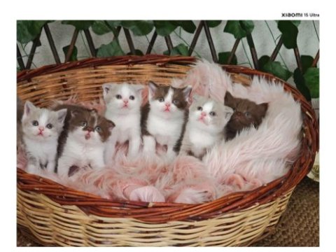 Bicolor british shorthair yavrular rezerveye açık
