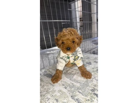 Micro kore teacup poodle