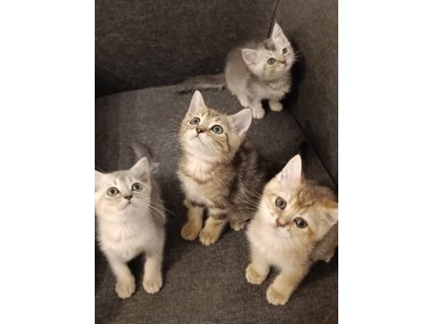 3 ayri anneden brıtısh shorthair