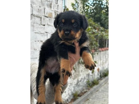 Macar kafa rottweiler