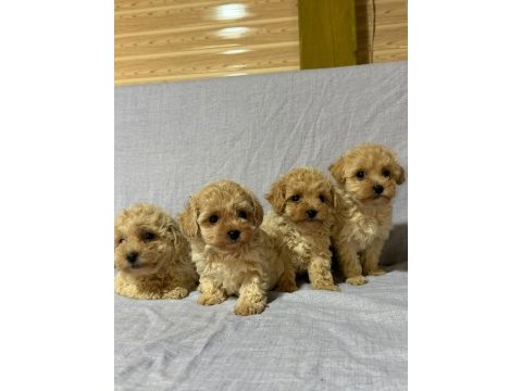 Morkie köpekler