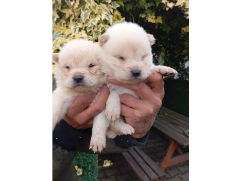 Çin aslanı chow chow bebekler