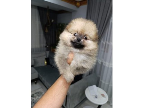 Orjinal ayı surat pomeranian boo bebekler