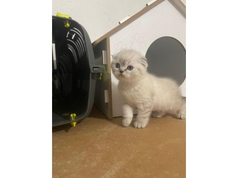 Scottish fold yavruları vonalp garantisiyle