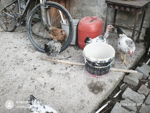 Satılık 1 horoz 9 köy tavuğu 6 kel tavuk 5 yarka