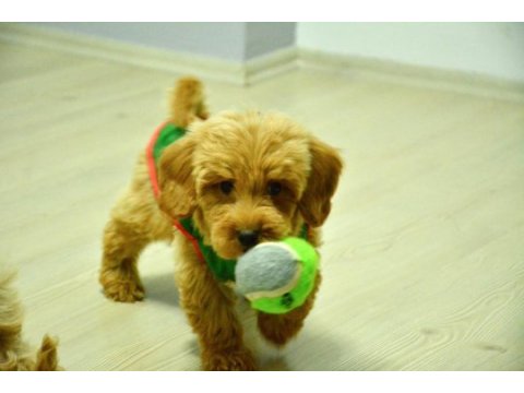 Oyuncu maltipoo bebeğimiz