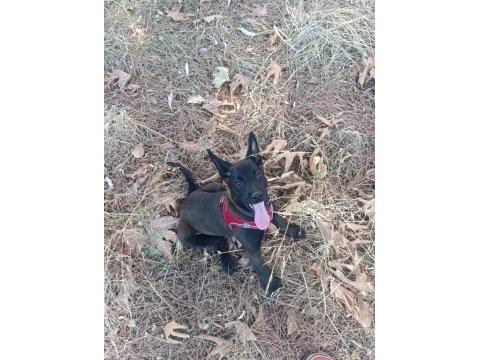 A kalite sağlam kan hattı malinois