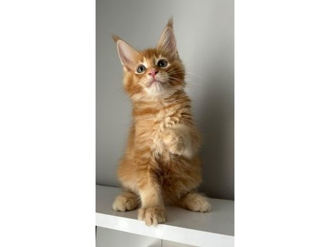 Turuncu erkek minik dev maine coon