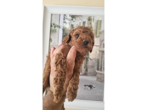Safkan toy poodle yavrularımız