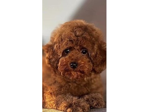 Toy poodle bakımlı köpeğimiz