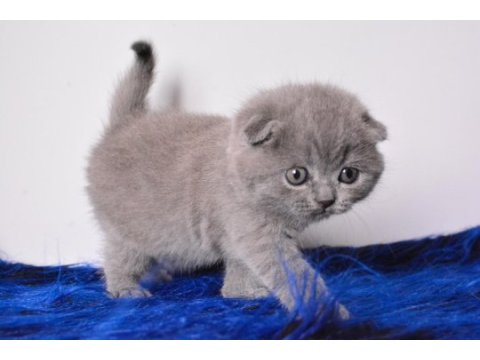 Eşsiz kalitede gri scottish fold shorthair 