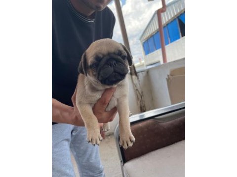 Sağlıklı pug mops yavrularımız