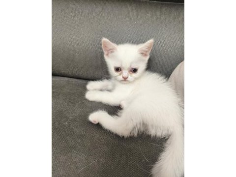 British shorthair 2 adet dişi
