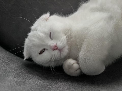 Scottish fold kedimiz 1 yaşında