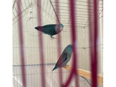 2 aylık erkek kobalt ve mavi dişi forpus