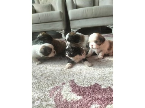 Shih tzu şitzu yavruları