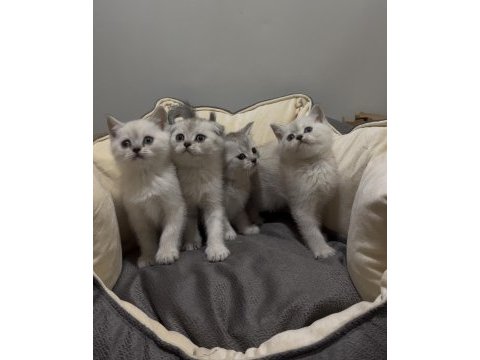 British shorthair güzellikler
