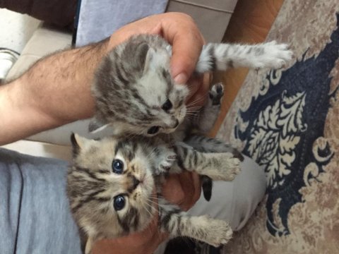 British shorthair yavrular 6 tane