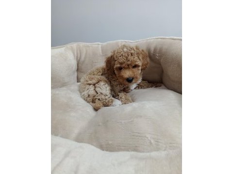 45 günlük dişi maltipoo