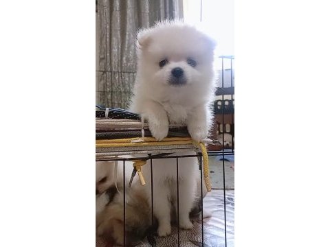 Pomeranian bebeklerim