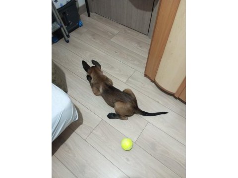 2 aylık safkan belçika kurdu