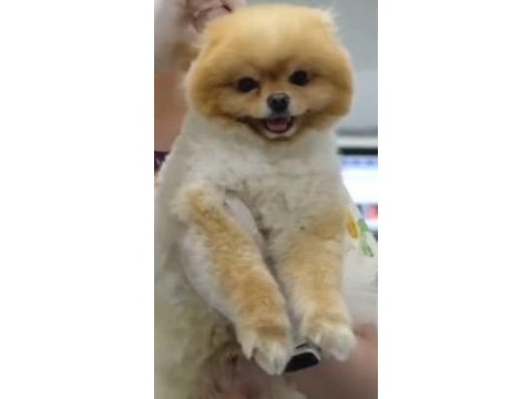 Kendi yetiştirdiğim köpeğimin pomeranian yavruları