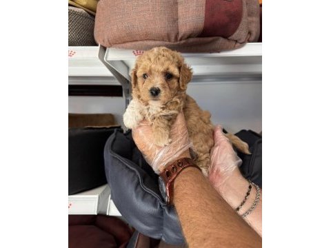 Babyface maltipoo yavrularımız