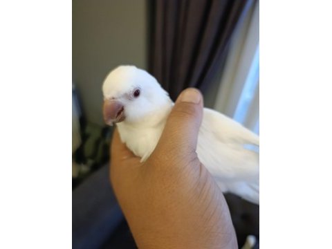 Albino kırmızı göz monk papağanı
