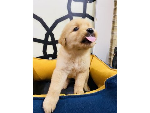 Kalite istanbulda golden retriever yavru