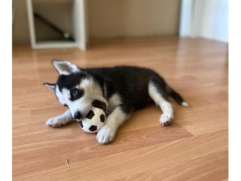 Harika masmavi göz husky yavrular
