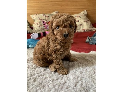 Boy kilo garantili saf kan toy poodle