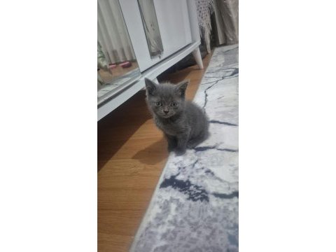 Blue point ve gri kedilerim