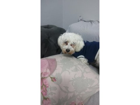 11 aylık köpeğimiz lucky