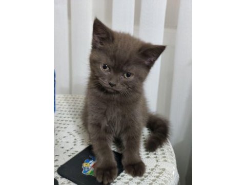 British shorthair yavru erkek