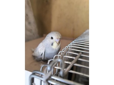 Mutasyon muhabbet kuşu yavru