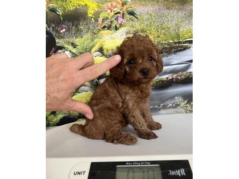 Çok tatlı, teacup poodle yavrusu
