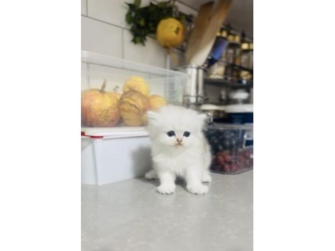 Pofuduk oyıncak tipinde sevimli bebek kediler