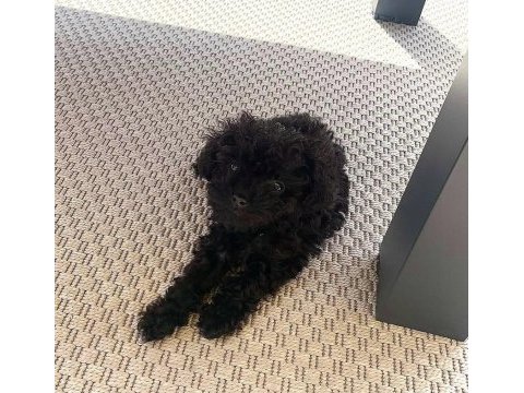 En küçük boy maltipoo yavrularımız