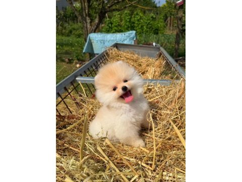Kokoş pomeranian bebekler